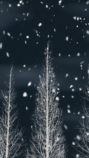 冬天冬季树林大寒雪景视频背景动态背景120秒视频