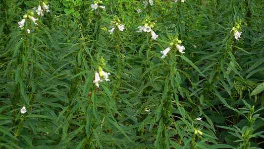 农村种植芝麻作物4k视频有机芝麻视频