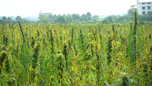 农村种植芝麻作物4k视频有机芝麻视频