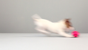 杰克罗素宠物狗追球16秒视频
