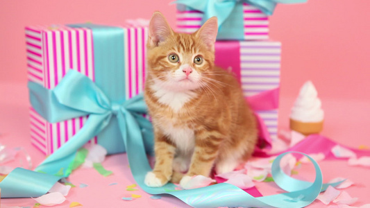 小猫和生日礼物视频