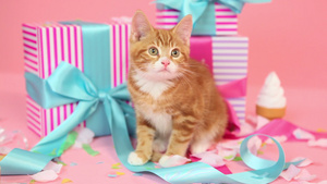 小猫和生日礼物9秒视频