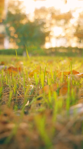 秋天夕阳下金黄色的落叶空境平移运镜视频
