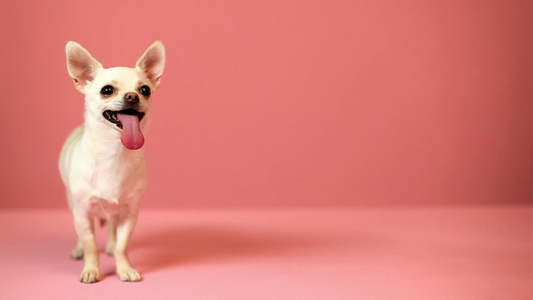 吉娃娃宠物狗看着镜头和粉红色的背景视频