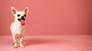 吉娃娃宠物狗看着镜头和粉红色的背景11秒视频
