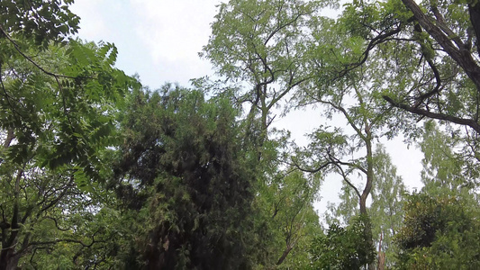 夏日绿色梧桐枫树植物实拍 视频