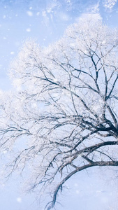 雪花风景背景视频唯美雪景视频