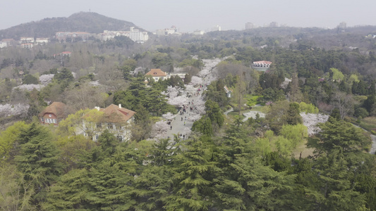 青岛中山公园樱花路航拍视频