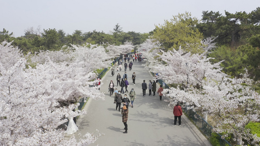 青岛中山公园樱花路航拍视频