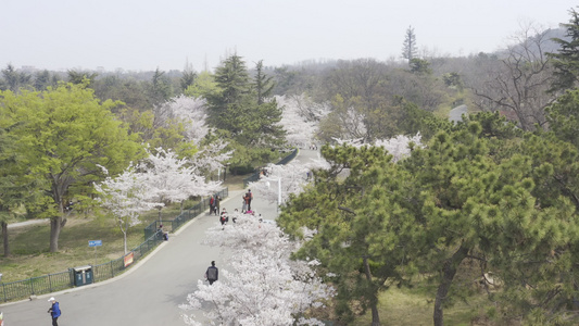 青岛中山公园樱花路航拍视频