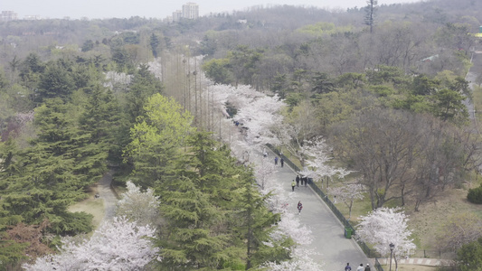 青岛中山公园樱花路航拍视频