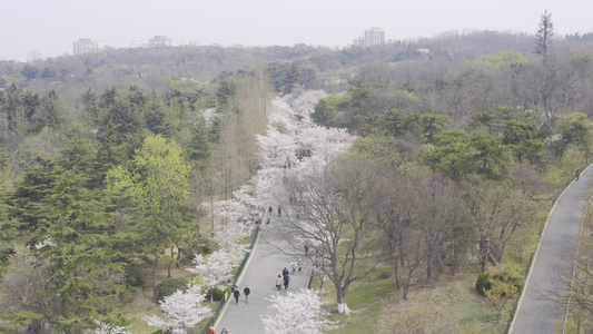 青岛中山公园樱花路航拍视频