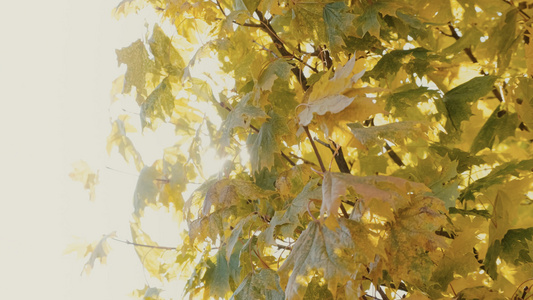 深秋逆光照耀下金黄色的树叶视频