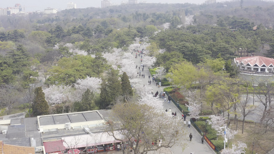 青岛中山公园樱花路航拍视频