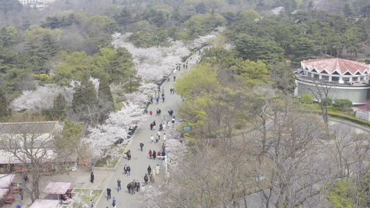 青岛中山公园樱花路航拍视频