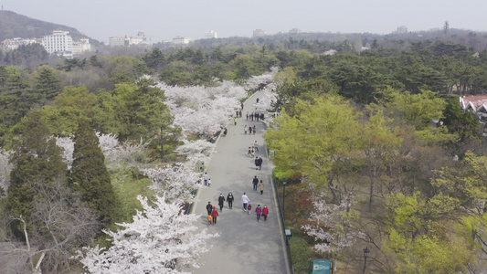 青岛中山公园樱花路航拍视频