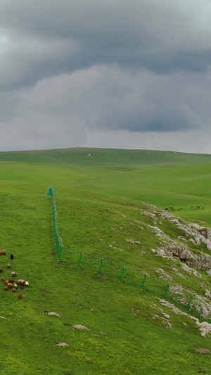 航拍5A辽阔广袤的喀拉峻大草原风景区放牧羊群视频大自然46秒视频