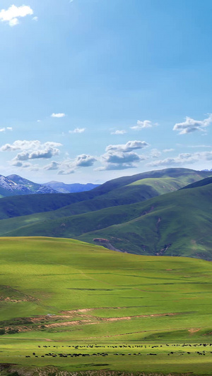 延绵辽阔的西藏草地自然风光大草原15秒视频