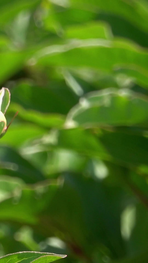 自然风光含苞待放的芍药花视频合集62秒视频