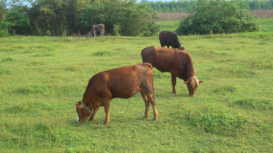 草原上黄牛在吃草畜牧业视频