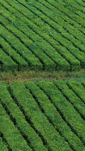 贵州春茶航拍素材春茶节视频