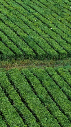 贵州春茶航拍素材春茶节48秒视频