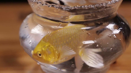 玻璃鱼缸里的金鱼锦鲤视频