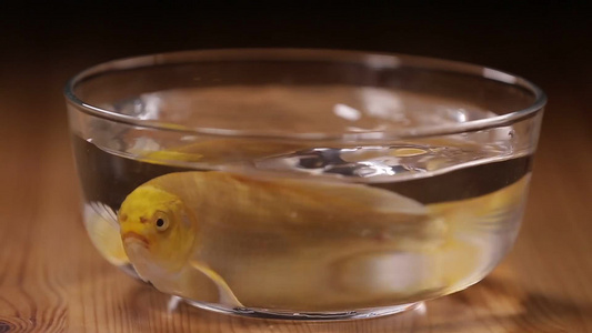 玻璃鱼缸里的金鱼锦鲤视频