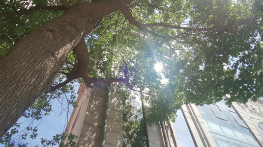 夏日树荫下建筑反射阳光的光斑视频