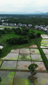 绿色农田农业种植竖屏航拍视频