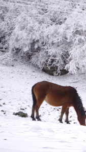 雪山吃草的小马驹野生动物视频