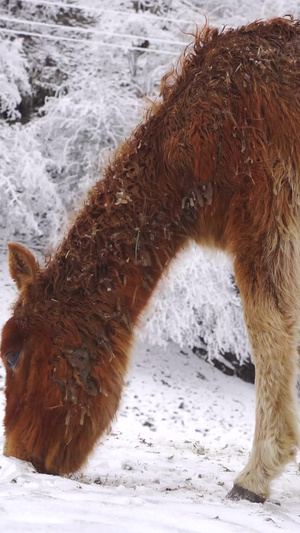 雪山吃草的小马驹野生动物32秒视频