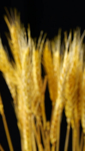 小麦合集小麦特效视频