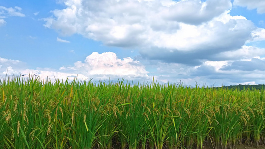 农田水稻收割季素材视频