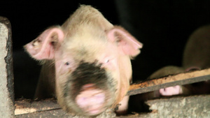 中国黄楼瑶村圈养猪25秒视频