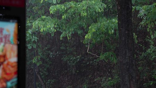 雨天的树林 视频