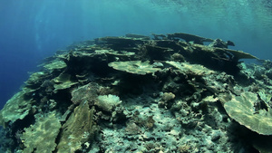 马尔代夫印度洋的水下景观29秒视频