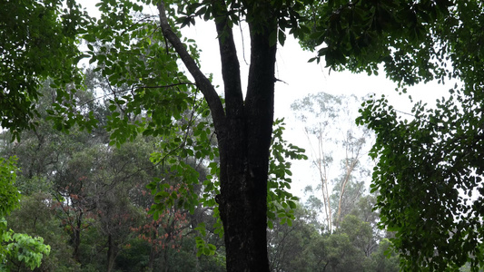 雨天的树林 视频