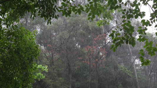 雨天的树林 视频