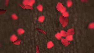 红玫瑰花瓣14秒视频