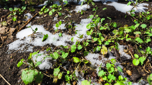  新年开春立春冰雪融化冰雪消融植物生长过程延时摄影视频