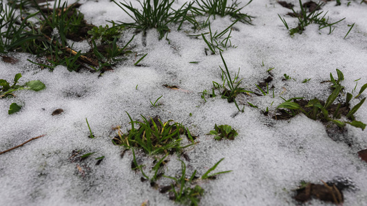  新年开春立春冰雪融化冰雪消融植物生长过程延时摄影视频