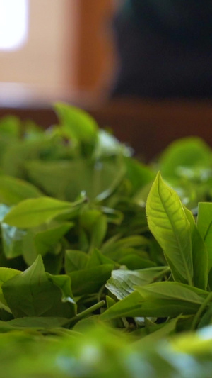 升格茶农晾晒新鲜采摘的茶叶清明茶23秒视频