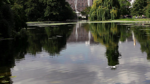 伦敦圣詹姆斯公园和白金汉宫的湖18秒视频