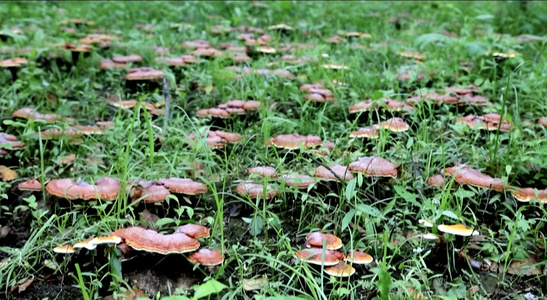 林下灵芝[赤芝]视频