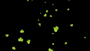 绿色树叶绿叶飘落50秒视频