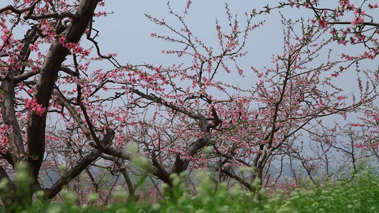 桃花树 青草 摇移镜头视频