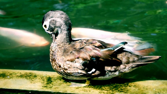 棕鸭在水上视频