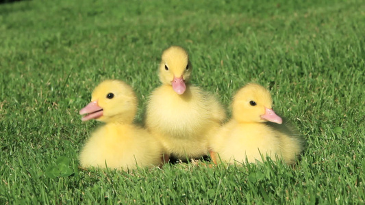 三只鸭子在草地上逃跑视频