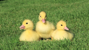 三只鸭子在草地上逃跑14秒视频